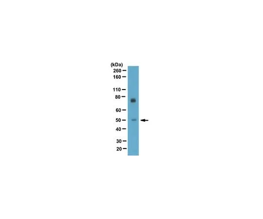 62-8460-97 Anti-T-box transcription factor TBX5 ABE284