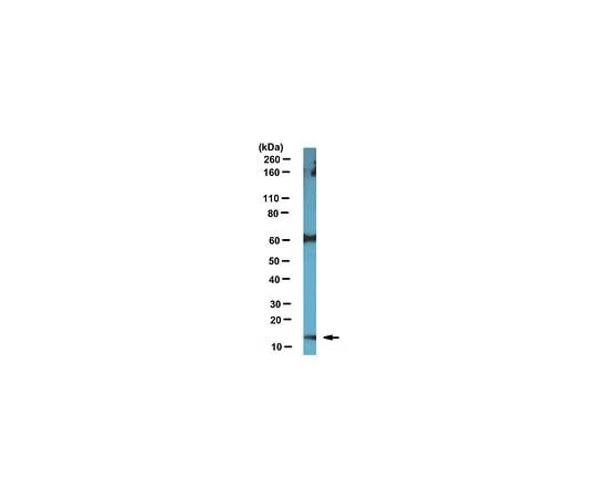 62-8465-89 Anti-ARMS2; 100 μg ABN160