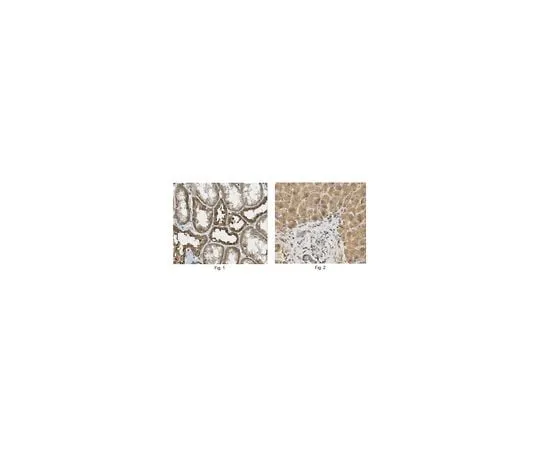62-8458-55 Anti-EDG3 Antibody ABC501