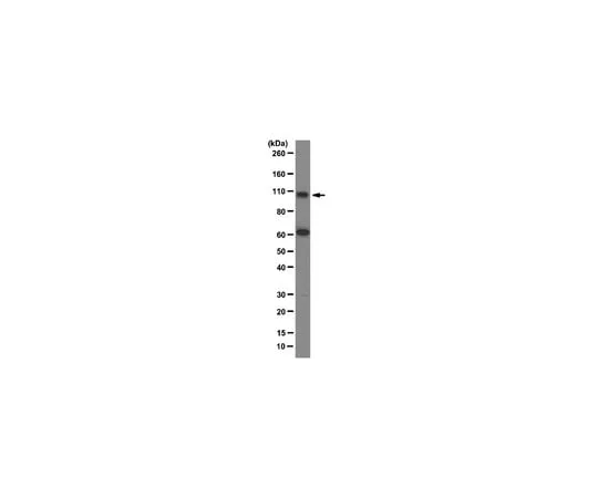 62-8375-24 Anti-Gemin3, clone 12H12; 100 μg 05-1533