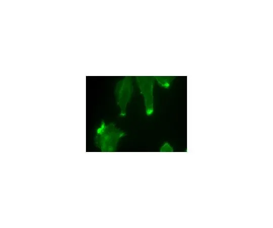 62-8394-58 LentiBrite(TM) GFP-Cortactin Lentiviral Biosensor 17-10219