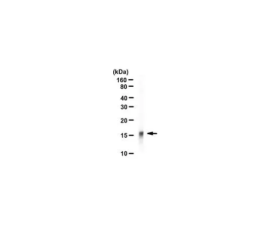 62-8384-63 Anti-acetyl-Histone H3 (Lys27); 100 μL 07-360