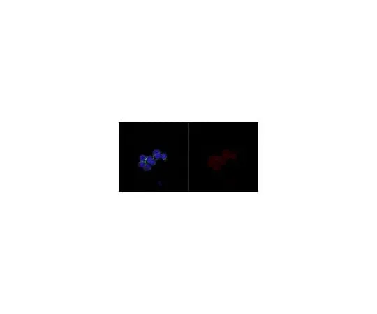 62-8450-73 Anti-Sox2 Antibody, Alexa Fluor(R) 647 Conjugate AB5603-AF647