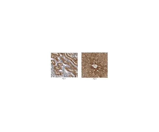 62-8457-53 Anti-FFAR2/GPR43 ABC299