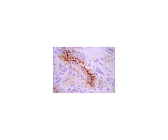 62-8387-65 Anti-SGLT-1 (Sodium Glucose Co-transporter-1); 100 μL 07-1417
