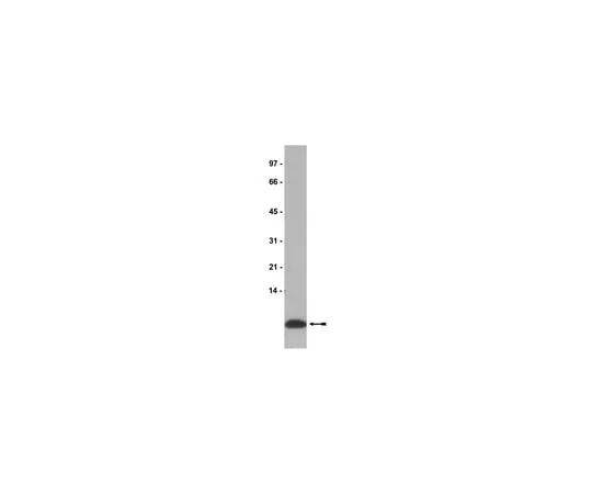 62-8370-47 Anti-IGF-II, clone S1F2; 500 μg 05-166
