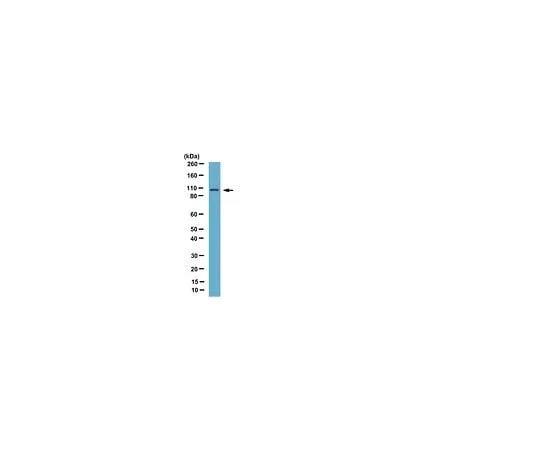 62-8454-47 Anti-DAP-5; 100 μL AB10520