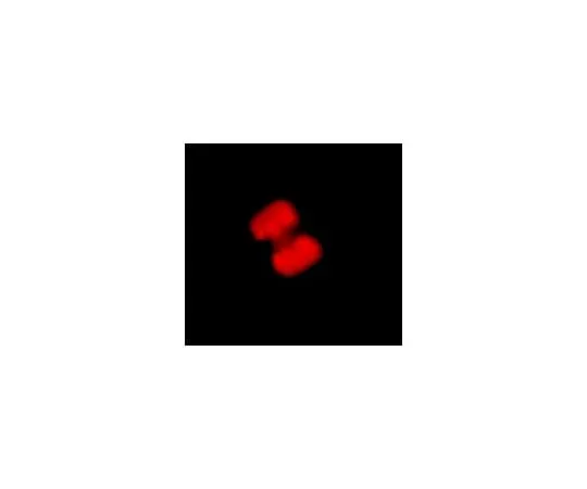 62-8384-98 Anti-phospho-Histone H3 (Thr3); 100 μL 07-424