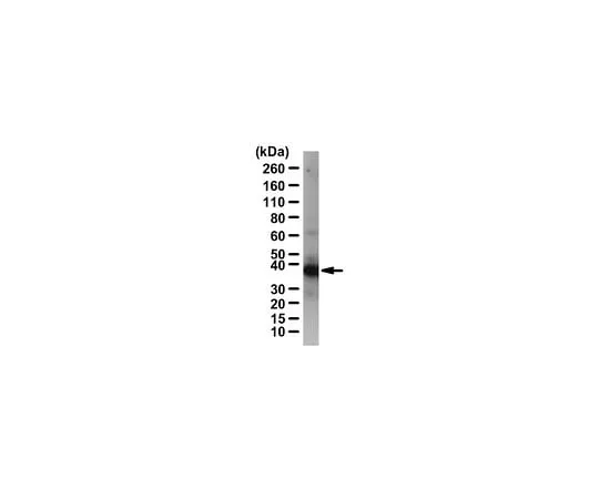 62-8457-30 Anti-CRKL ABC242
