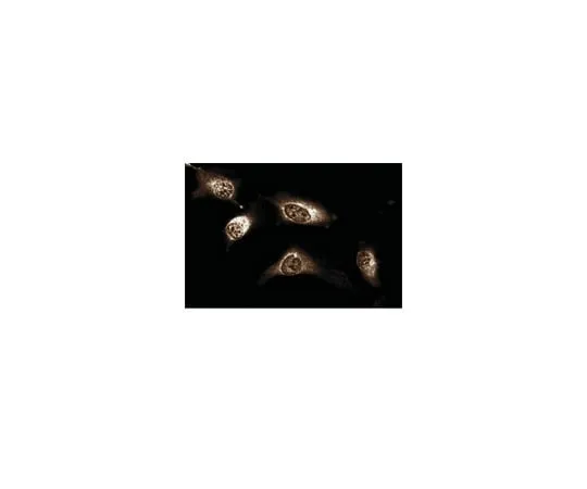 62-8374-39 Anti-JAK1, clone 73; 100 μg 05-1154