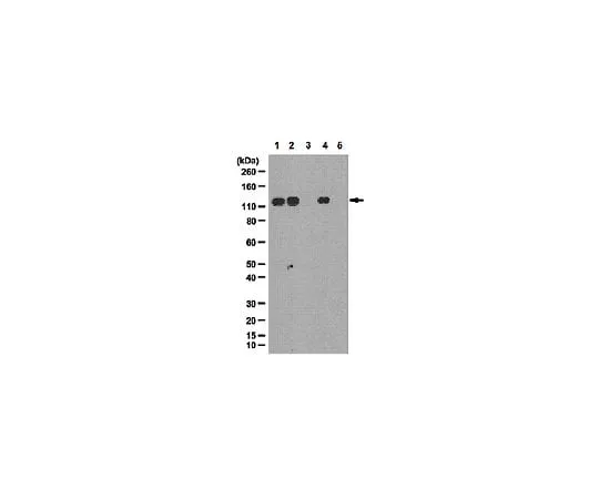 62-8388-40 Anti-phospho-SRPK2 (Ser494); 100 μg 07-1817