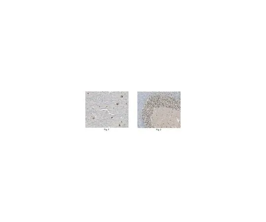 62-8466-21 Anti-GluR1 Antibody Cat. No. ABN241 ABN241