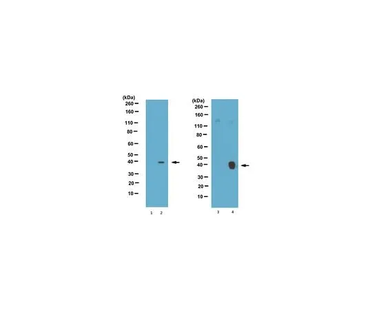 62-8463-30 Anti-phospho TIN2 (Ser295) ABE1314