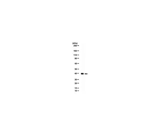 62-8386-33 Anti-WDR5; 100 mL 07-706