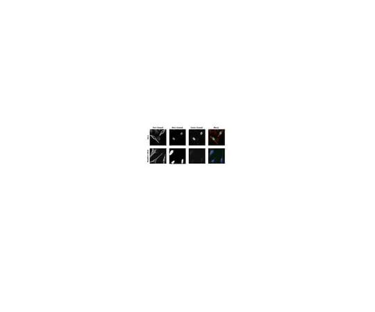 62-8463-60 Anti-MAFA ABE1404