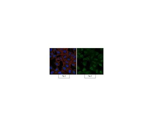 62-8385-09 Anti-dimethyl-Histone H3 (Lys9) Antibody, AlexaFluor(R) 488 Conjugate 07-441-AF488