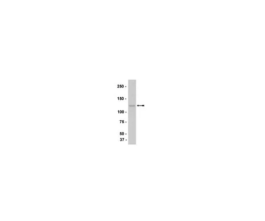 62-8373-41 Anti-M-Cadherin, clone 12G4; 100 μg 05-852