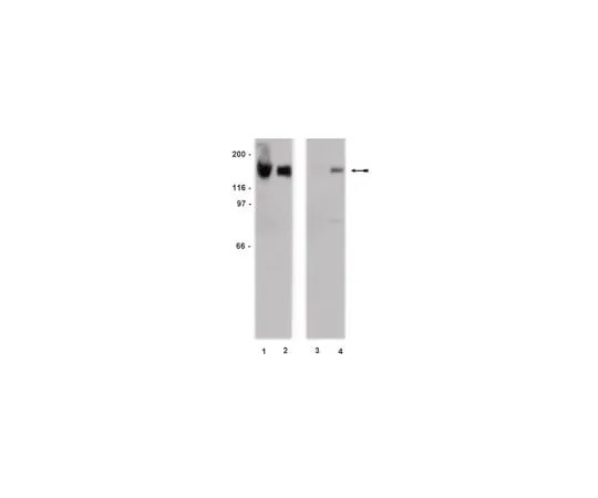 62-8371-33 Anti-EGFR (non-phospho-Tyr1173), clone 20G3; 100 μg 05-484