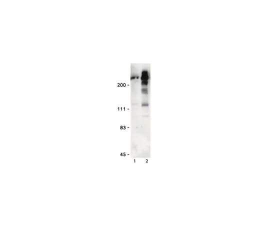 62-8370-89 Anti-phospho-Ser/Thr-Pro, MPM-2 (Mitotic protein monoclonal #2); 1 mg 05-368MG
