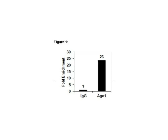 62-8367-73 RIPAb+(TM) Ago1; 10 assays 03-249