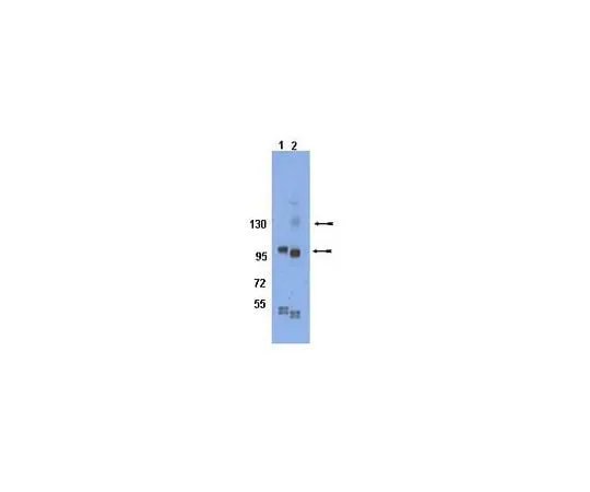 62-8452-55 Anti-phospho-Integrin β1 (Tyr783); 100 μg AB8125