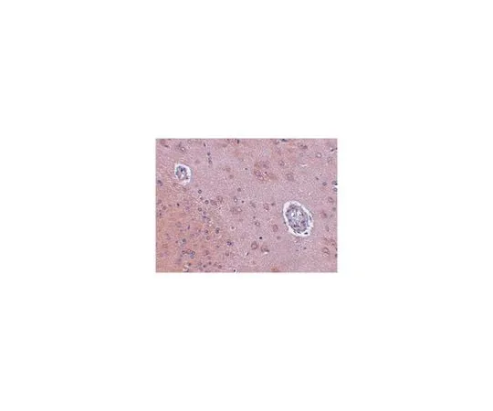 62-8462-64 Anti-FAM120A Antibody ABE792 ABE792