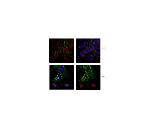 62-8461-40 Anti-Cohesin subunit SA-2 Antibody ABE394 ABE394