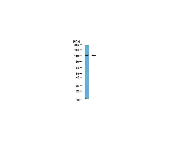 62-8460-93 Anti-MILI; 100 μL ABE278