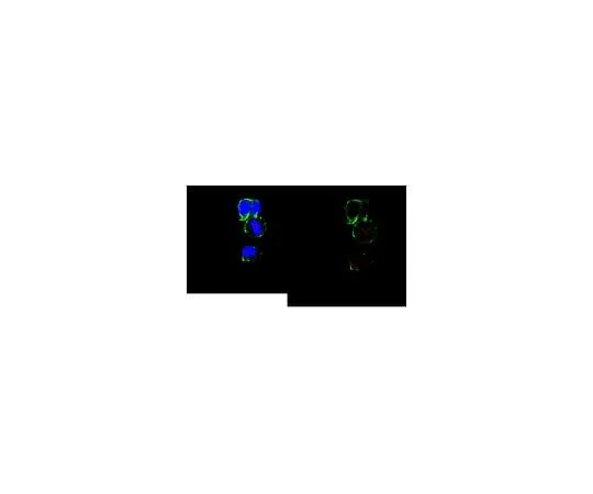 62-8464-30 Anti-Mis12 Complex ABE2585