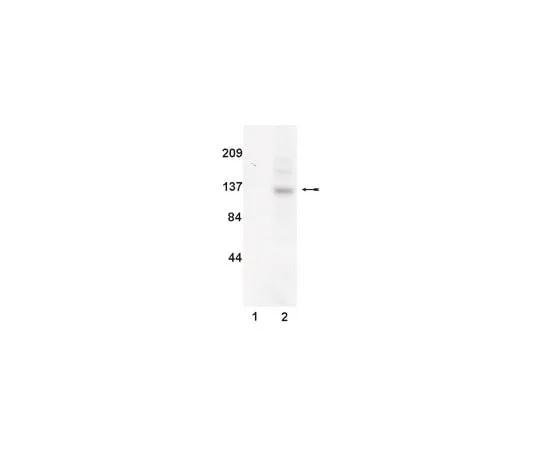62-8371-05 Anti-JAK3, clone B32-32; 200 μg 05-406