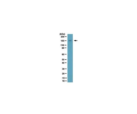62-8388-33 Anti-NCoA-2; 100 μg 07-1799