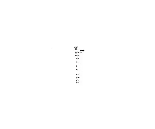 62-8464-34 Anti-CEP152 Antibody, C-Terminal ABE2620