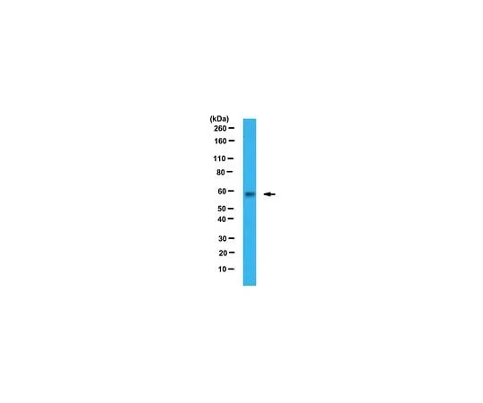 62-8458-17 Anti-PKM1 ABC439