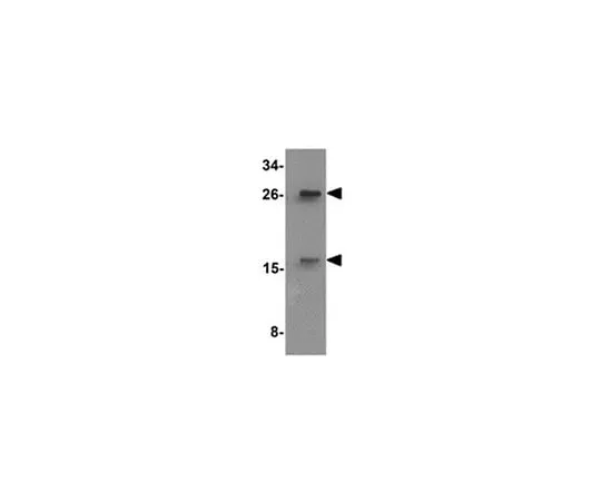 62-8464-79 Anti-SLAMF2 (CD48) ABF209