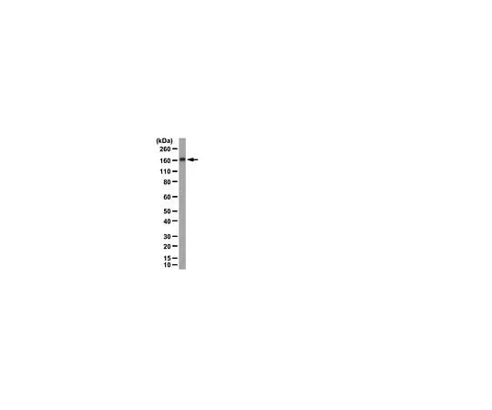 62-8389-23 Anti-G9a (BAT8); 100 μg 09-071