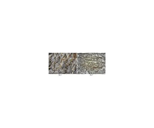 62-8447-01 Anti-Integrin beta-3; 100 μg AB2984