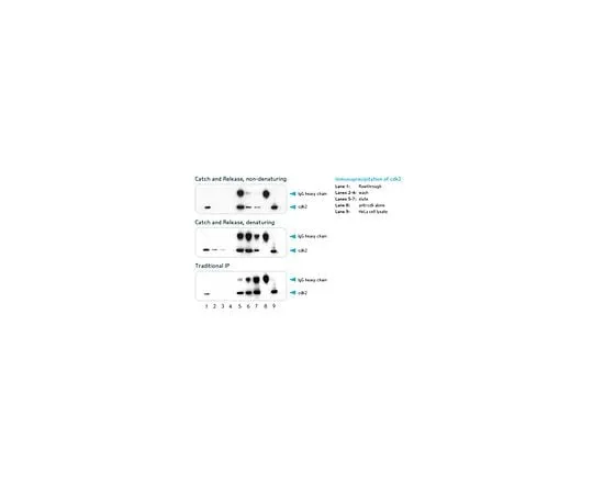 62-8393-46 Catch and Release(R) v2.0Reversible Immunoprecipitation System; 1 kit 17-500A