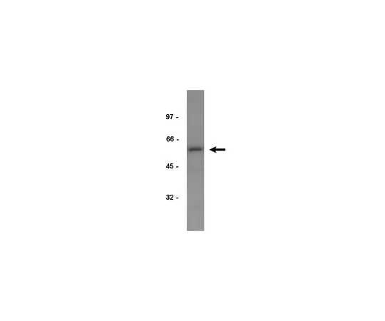 62-8370-66 Anti-EF1α, clone CBP-KK1; 200 μg 05-235
