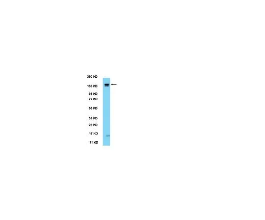 62-8446-36 Anti-mPER1 (residues 6-21); 100 μL AB2201