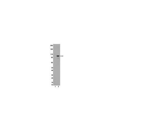 62-8368-86 Anti-phospho-STAT5A/B (Tyr694/699), clone A11W; 100 μL 04-886