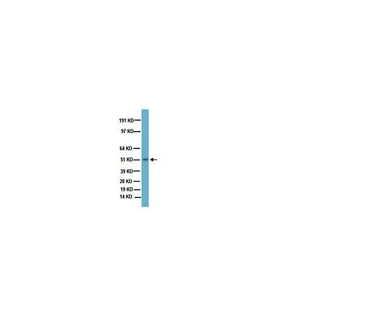 62-8449-15 Anti-Dopamine D2 Receptor; 50 μg AB5084P