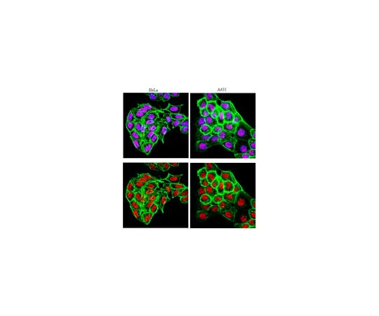62-8369-36 Anti-RARα, clone 9α-9A6; 100 μL 04-1545