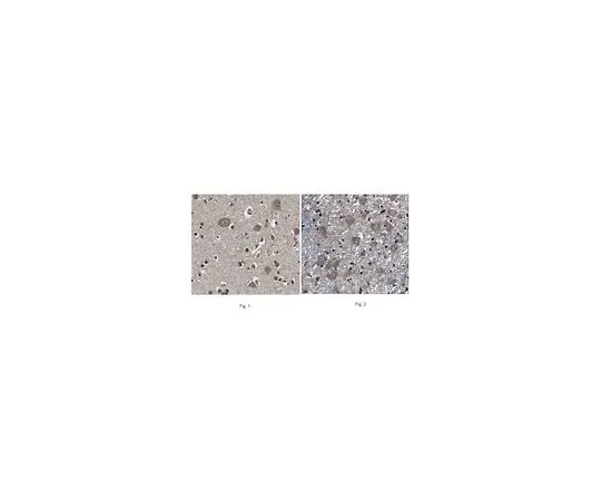 62-8467-22 Anti-Amyloid-like protein 1 ABN444