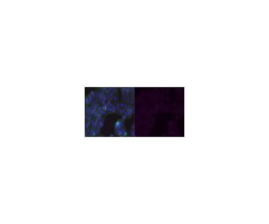 62-8387-57 Anti-GLUT-1 Antibody, CT, Alexa Fluor(R) 647 Conjugate 07-1401-AF647