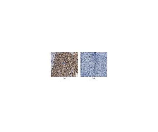 62-8464-58 Anti-NKp30/CD337 Antibody ABF127