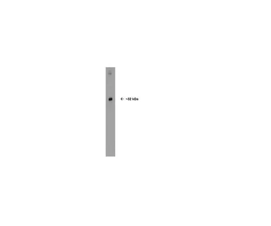 62-8455-14 Anti-Olig2; 100 μg AB15328