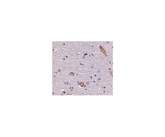 62-8467-80 Anti-Syntaphilin ABN647