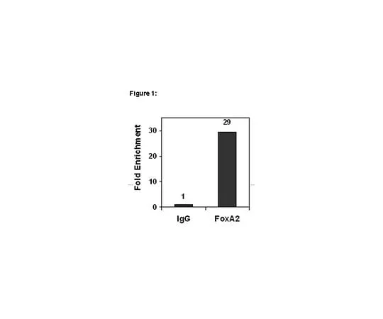 62-8394-79 ChIPAb+(TM) FOXA2; 25 assays 17-10258