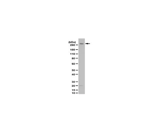 62-8467-09 Anti-Senataxin (OY11) Antibody ABN421