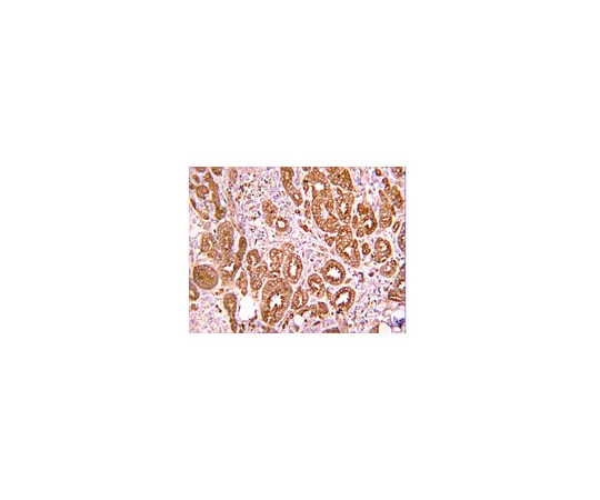 62-8374-03 Anti-Met (extracellular), clone 4F8.2; 100 μg 05-1049